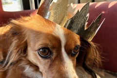 Amis_25-2620260101_0010