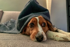 Amis_25-2620260101_0014