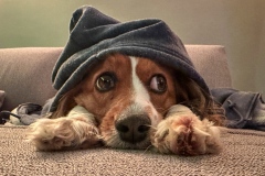 Amis_25-2620260101_0015