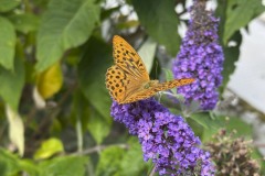 amis_zomer_2025_021
