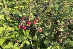 amis_zomer_2025_026