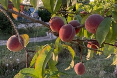 amis_zomer_2025_068