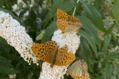 amis_zomer_2025_083